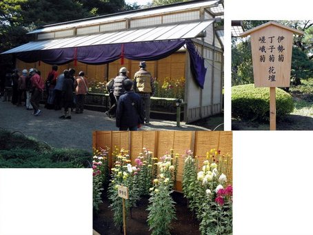 皇室ゆかりの伝統を受け継ぐ、新宿御苑の菊花壇展に伺った