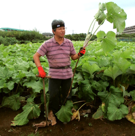 江戸東京野菜通信 大竹道茂の伝統野菜に関する情報ブログ 堀川ゴボウは滝野川ゴボウだと云うが どうしてあんなに太くなるのと聞かれた