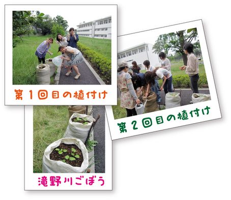 1-1滝野川ごぼう.jpg