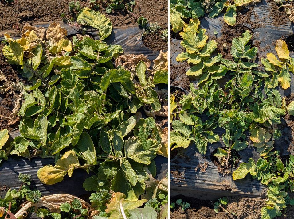 確認用、露地間引き大根菜 IMG20220628152031-scaled.jpg