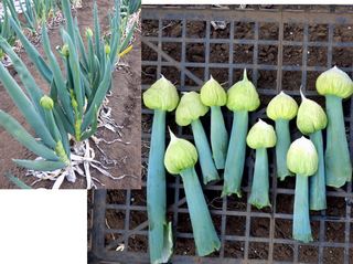 1-2E38397E38381E383A3-a2c75-