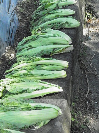 2-0P2269027s-.jpg
