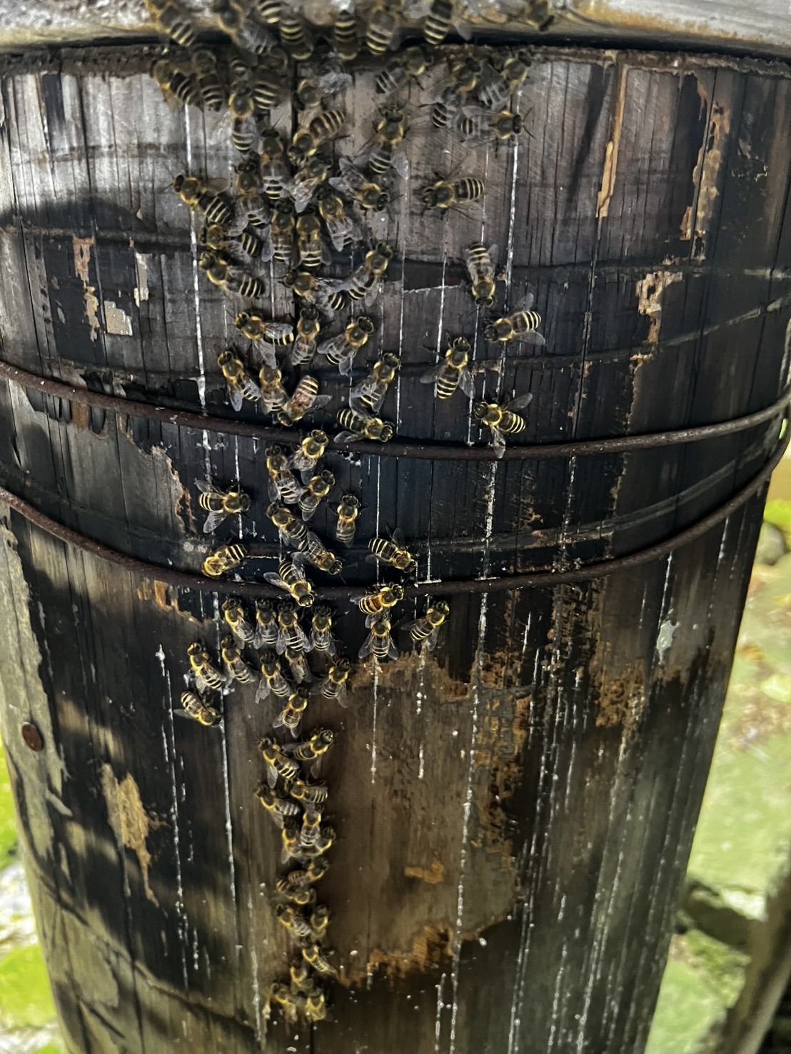 瀧野川八幡神社の丸胴式巣箱にニホンミツバチが、沢山たかっている