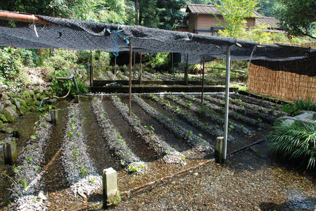 江戸東京野菜通信 大竹道茂の伝統野菜に関する情報ブログ 竹林から流れ込む湧水にワサビが育つ 昭島市民注目のワサビ田