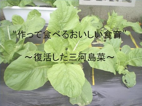 2-1mikawa.jpg