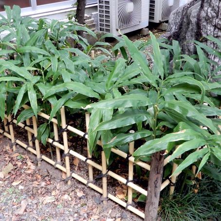 江戸東京野菜通信 大竹道茂の伝統野菜に関する情報ブログ 早稲田みょうがの歴史を訪ね 早稲田の駅までぶらぶら散歩