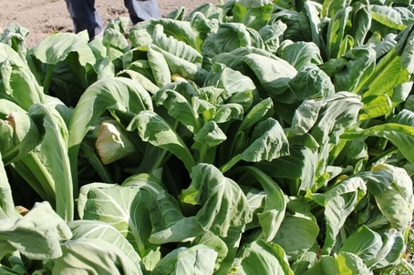 5�R�s�[ �` IMG_1715.JPG