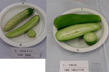 6ちばみどり.jpg