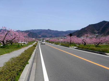 桜やへ.jpg